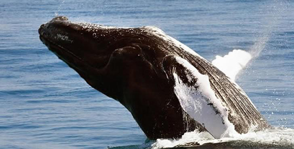 多米尼加酒店推出刺激观鲸之旅 吸引游客