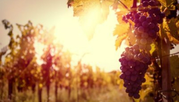 Bordeaux vineyars