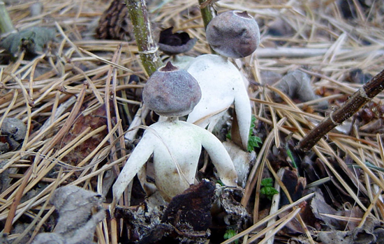 英国现“人形”蘑菇 已被认定为新品种