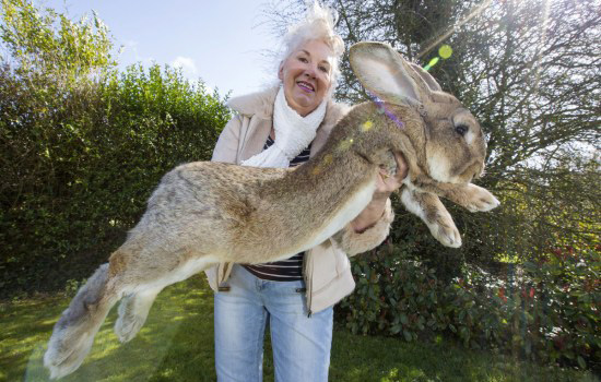 英国家庭养出世界最大兔子 体长接近1.2米