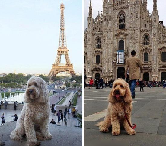 英主人携宠物狗环球旅游 有专门护照