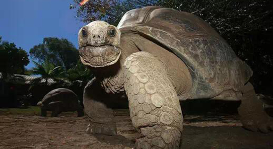 非洲国宝“神龟”如同小坦克