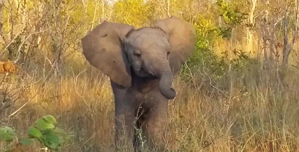 可爱！南非小象吓唬游客不成反被吓