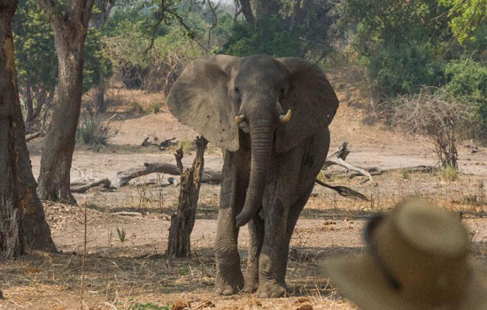 走进“非洲象乐园”津巴布韦贡纳雷州国家公园