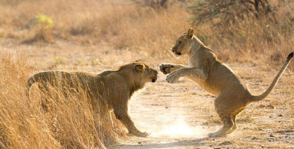 津巴布韦：“家有幼狮初长成”