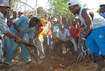 牙买加特里洛尼山药节挖山药