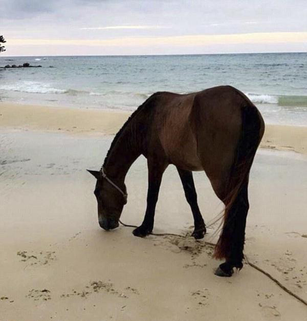 科勒·卡戴珊在牙买加发现的马