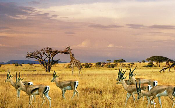 南非野生动物