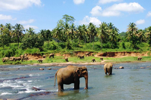 斯里兰卡国家公园
