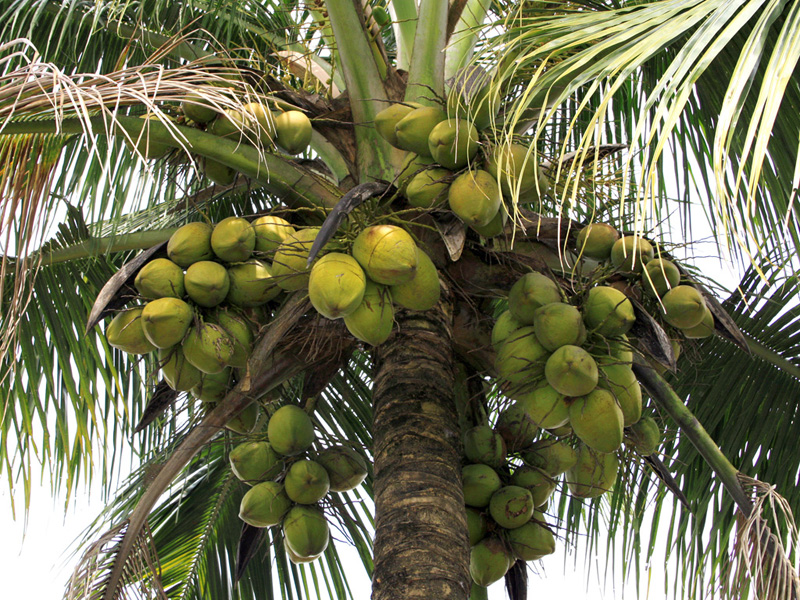 印度喀拉拉邦椰子