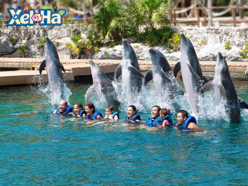 墨西哥谢哈公园海豚表演