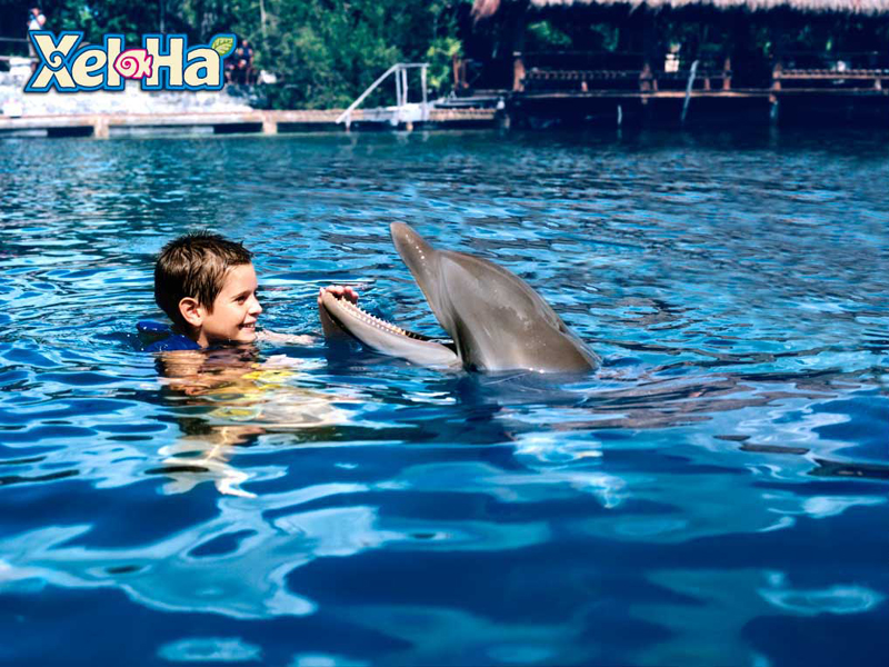 墨西哥谢哈公园海豚嬉戏