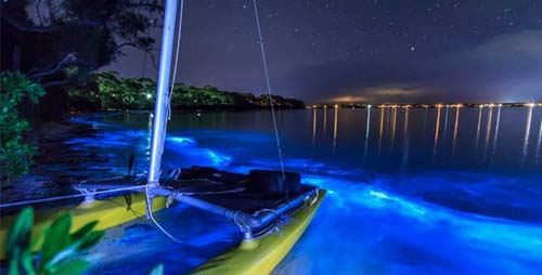 波多黎各荧光海湾