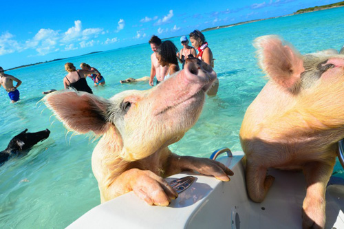 巴哈马猪岛