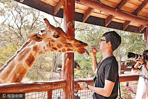 feeds a giraffe