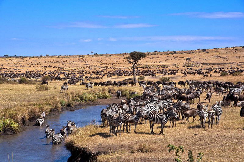 肯尼亚马赛马拉国家野生动物保护区