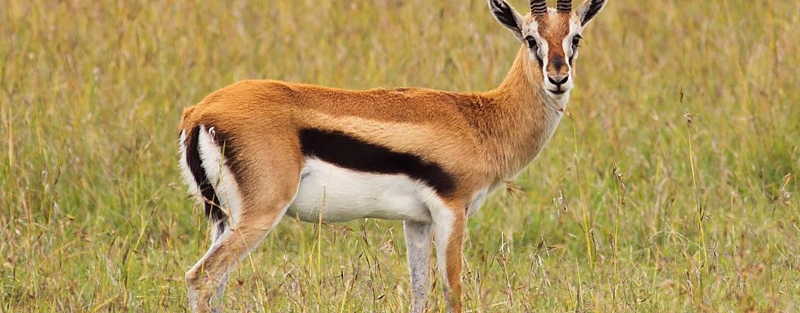 加纳沙伊山野生动物保护区