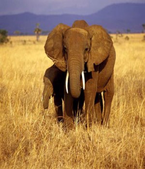 坦桑尼亚大象