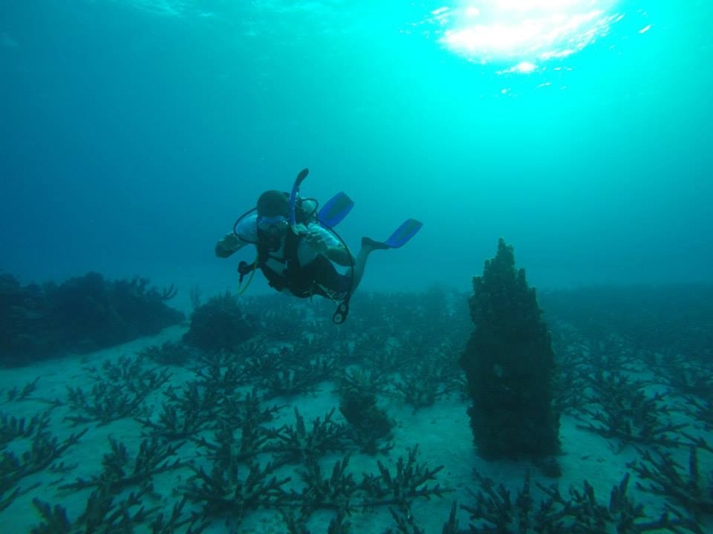牙买加蒙特哥湾海洋公园潜水