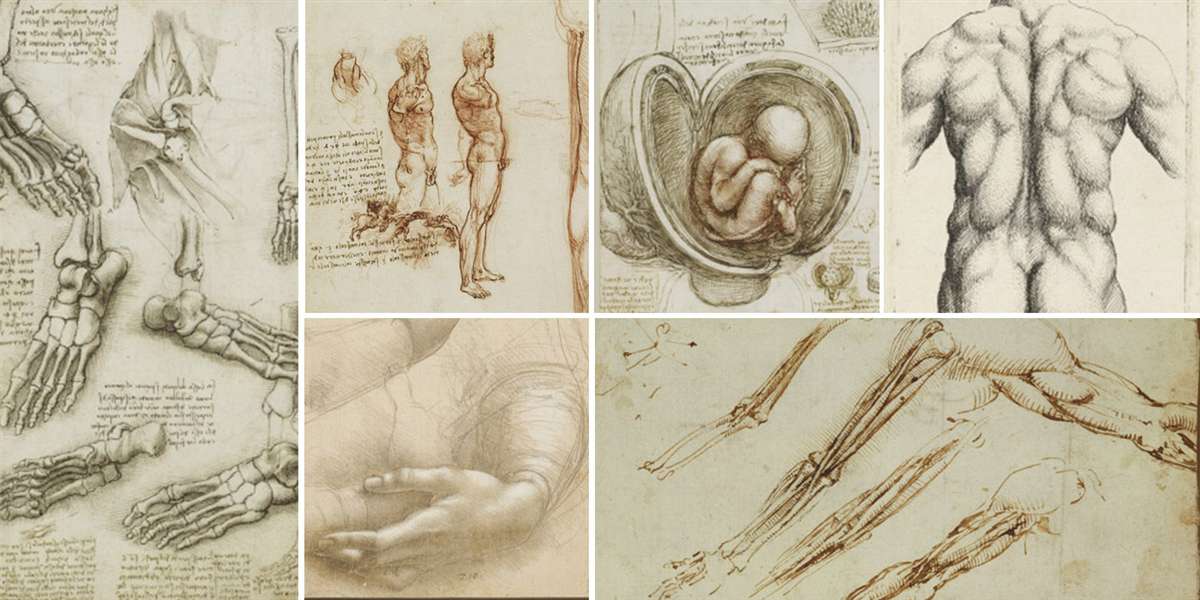 达芬奇解剖手稿