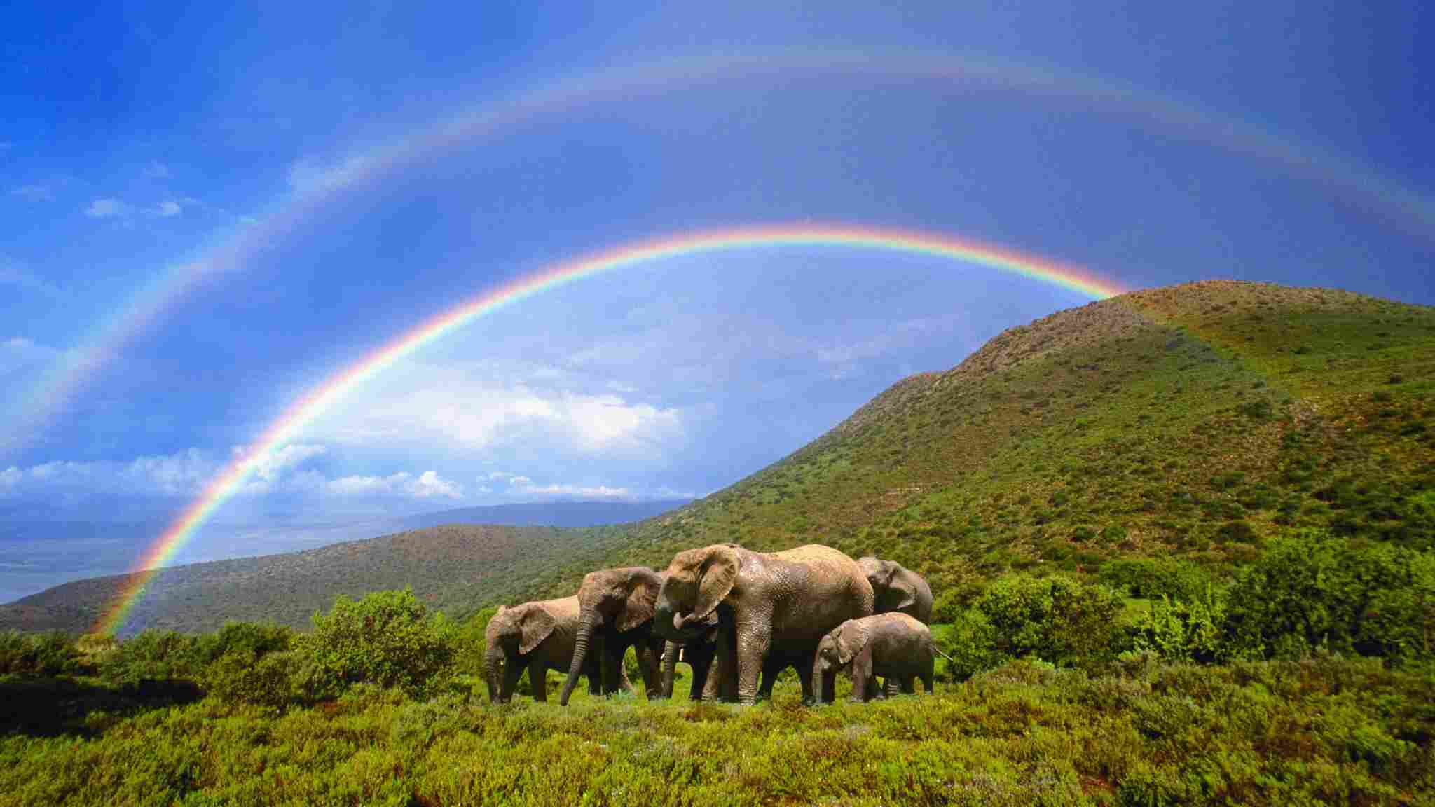 (Elephants in South Africa /VCG Photo)