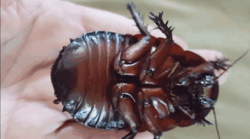 在澳大利亚,蟑螂居然也是宠物?