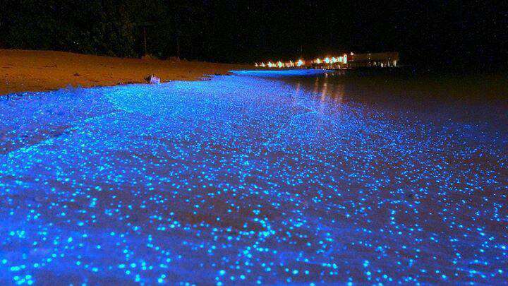 加勒比牙买加蒙特哥贝荧光泻湖