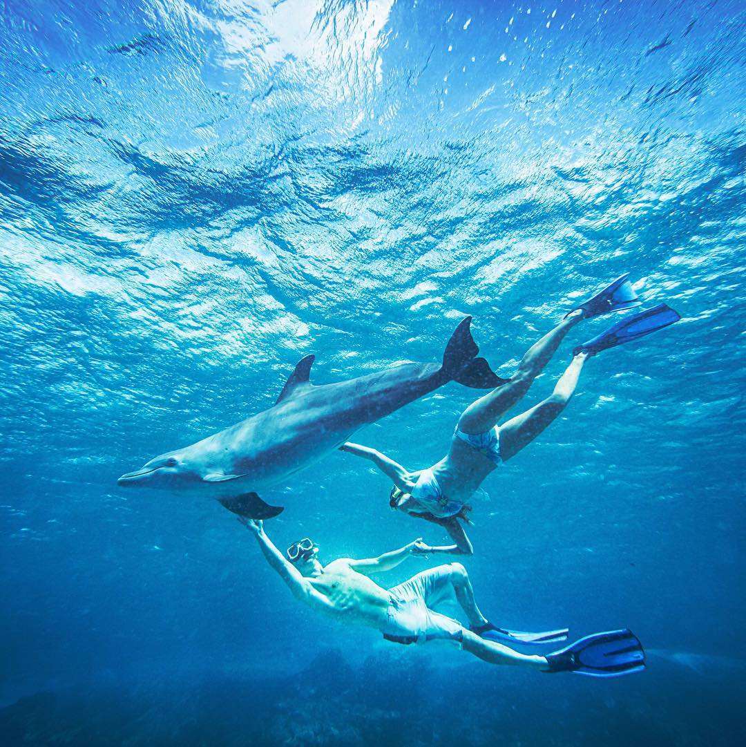 加勒比库拉索海豚