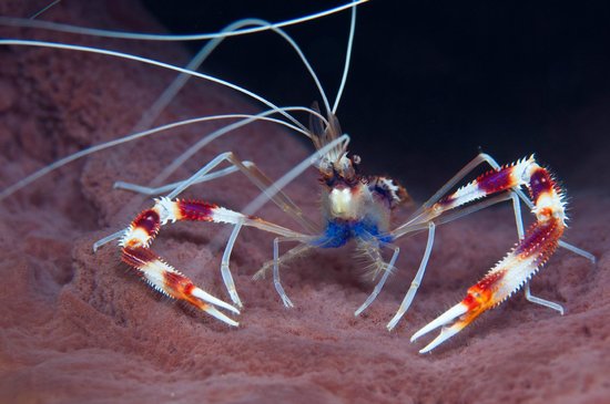 加勒比海库拉索岛潜水蓝美人虾