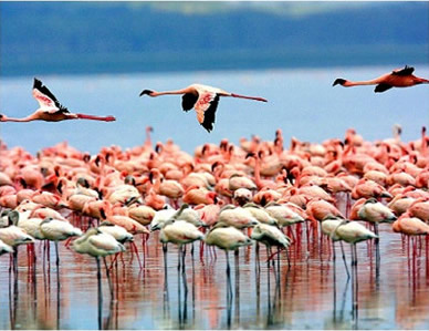 southern tanzania safari