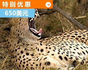 giraffe in mikumi