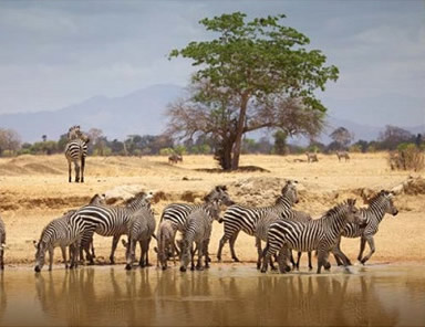 costal tanzania