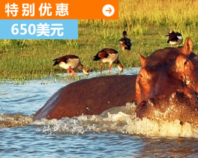hippo in lake