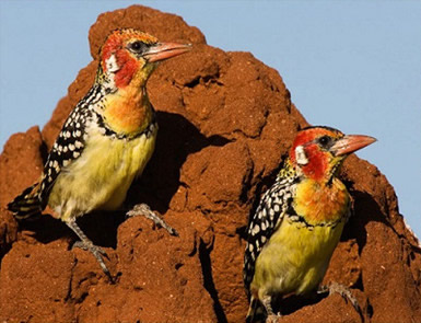 costal tanzania
