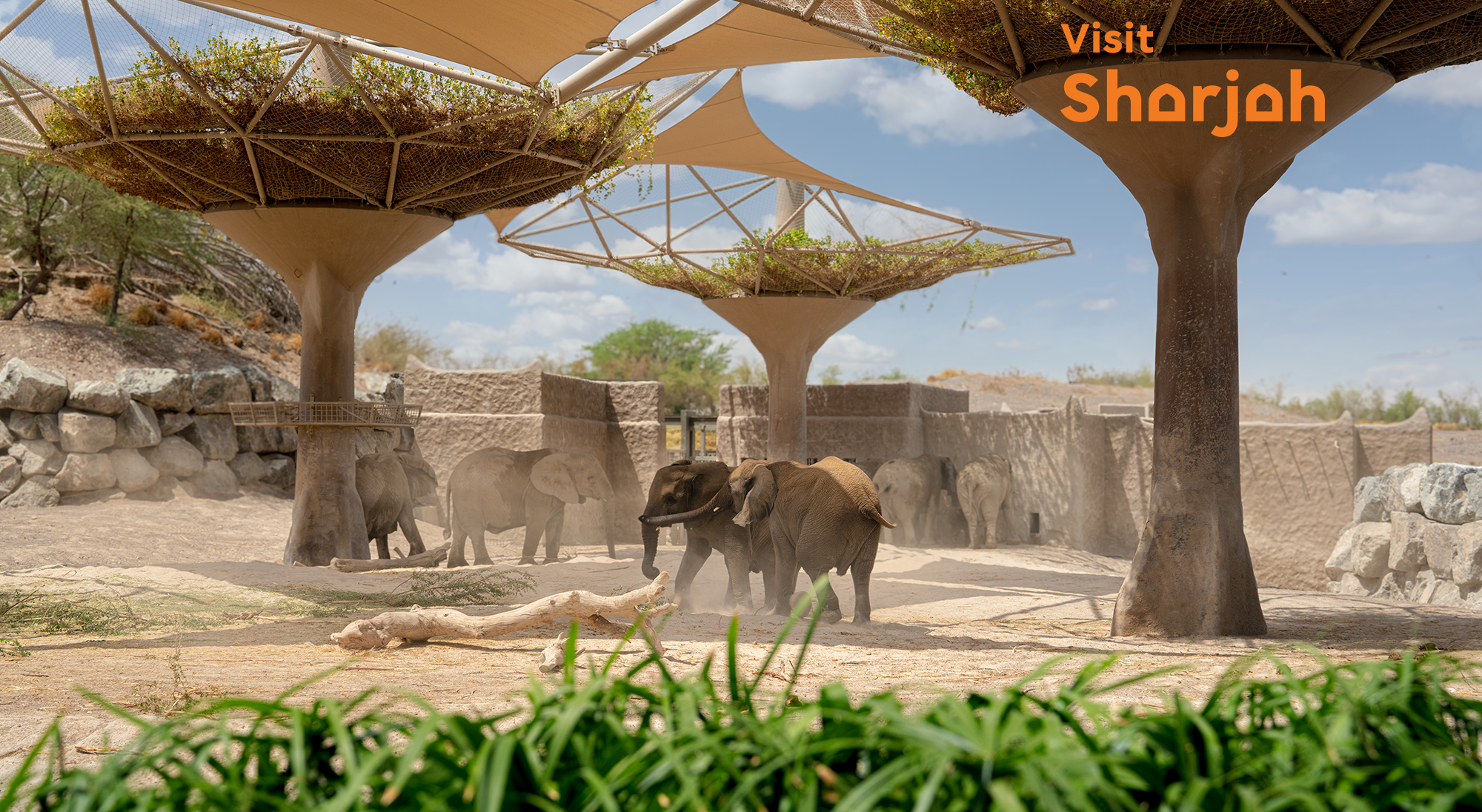 Sharjah Winter Travel Recommendation: Sharjah Safari Reopens African Adventure Season