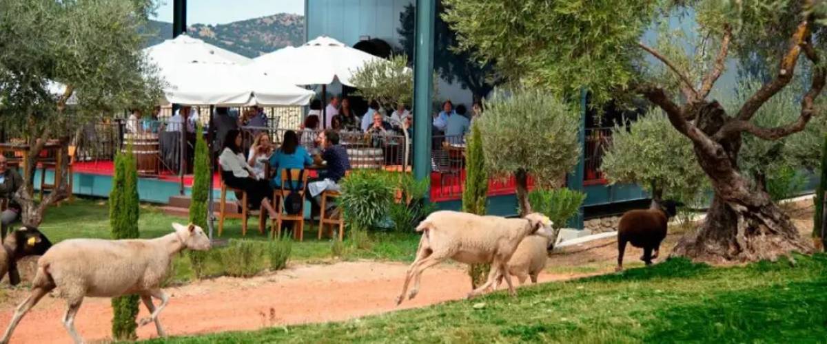 在龙达的橄榄树林里，找到了安达卢西亚的印记