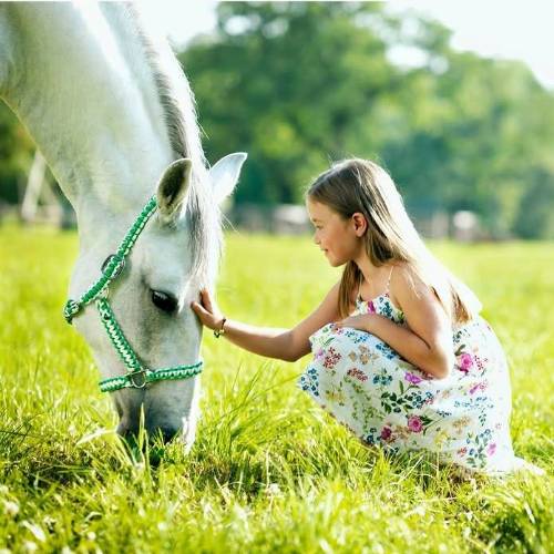 马年赏马｜与斯洛文尼亚的优雅白马共迎新岁